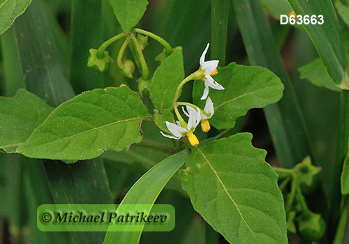European Black Nightshade (Solanum nigrum)